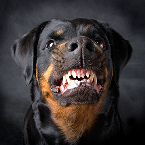 Contact a Dallas Dog Bite Lawyer if you have been attacked or bitten by a dog.
